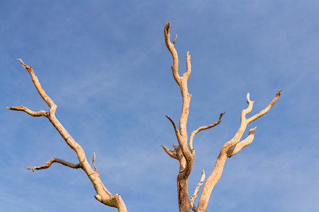 Australian lagoon wetland with calm water, native trees, and birdlife in a natural serene environment.の写真素材