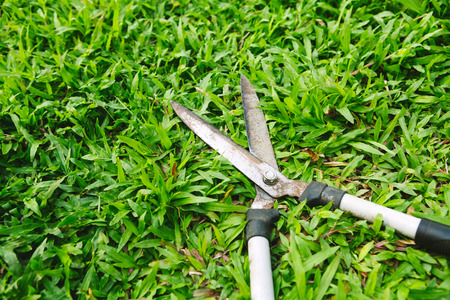 Scissors to cut the grass on green grassの写真素材