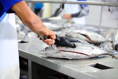 the cutting of a tuna in factory, tuna processingの写真素材