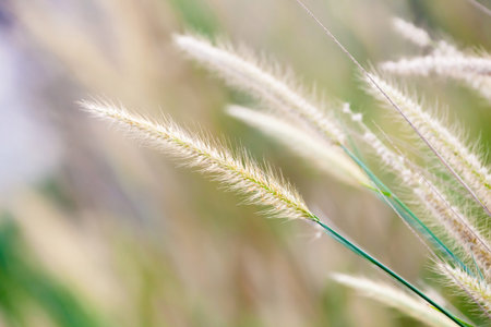 fresh tropical background, shallow depth of fieldの写真素材