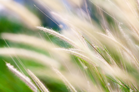 High spring grass in summer on the field, shallow depth of fieldの写真素材