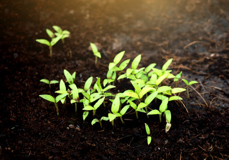 Green sprout growing from ground, New born plantのeditorial素材