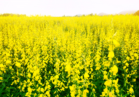 Flower field, yellowの写真素材