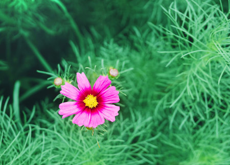 Cosmos flowers, pinkの写真素材