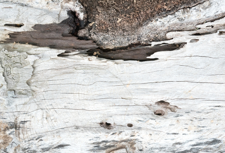 Natural wood surface, white color, backgrounds and texturesの写真素材