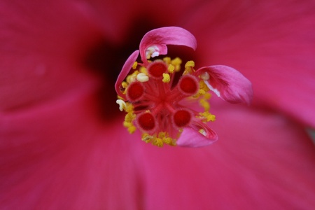 ibiscus hibiscusの写真素材