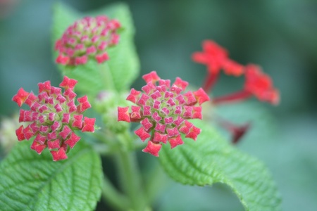lantana の写真素材