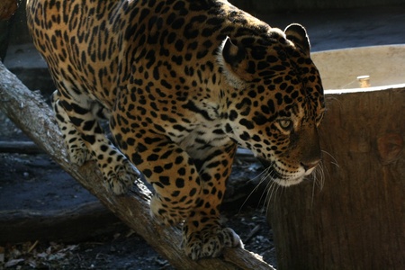 giaguaro jaguarの写真素材
