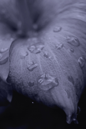 raindrop on flowerの写真素材