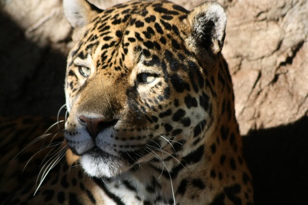 giaguaro jaguarの写真素材