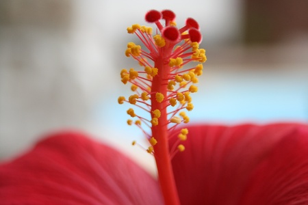 ibiscus hibiscusの写真素材