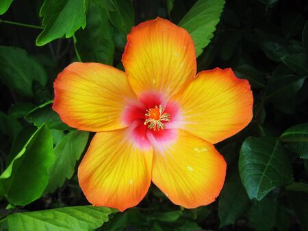 An orange hibiscus flower blooming in the spring.の写真素材