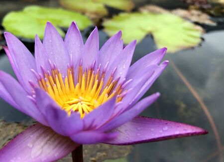 A purple water lily blooming in early springの写真素材