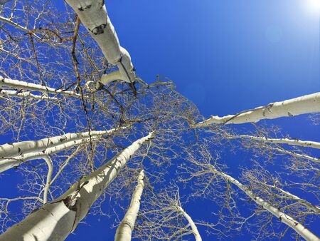 Looking up at a clear blue sky background through the Aspen Tree topsの写真素材