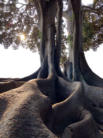 Exposed giant tree roots from Magnolia trees in a rain forestの写真素材