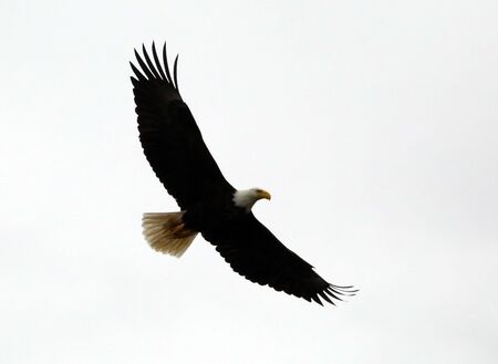 an isolated bald eagle soaring on a white backgroundの写真素材
