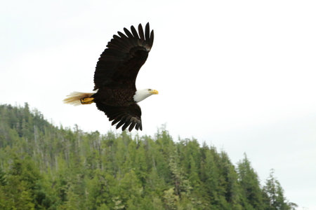 A majestic bald eagle in flight
