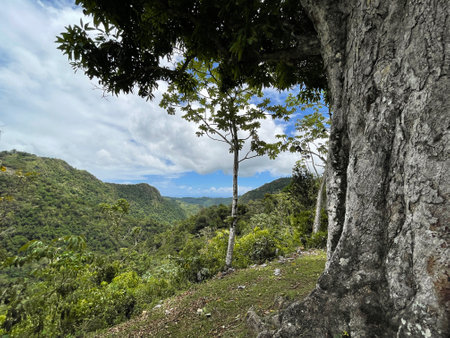 Tropical forest with green trees and blue sky in the backgroundの写真素材