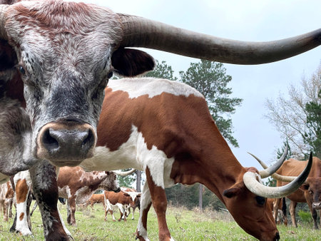 Herd of cows grazing in a meadow on a sunny day and the bull is watching up closeの写真素材