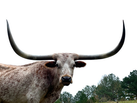 Portrait of a cow with long horns on a meadow.の写真素材