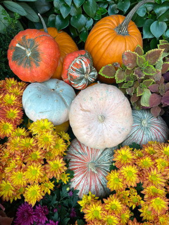 Colorful pumpkins and flowers in a garden decoration. Autumn background.の写真素材