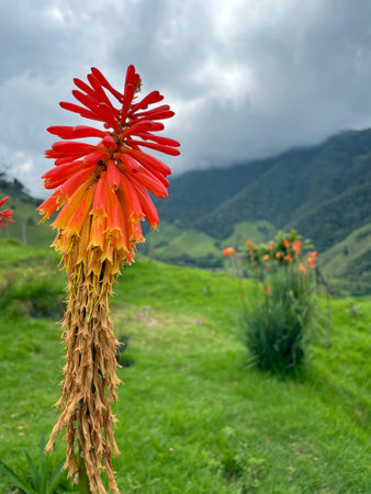 Red Flower known as Tritomea, Torch Lily, or Red Hot Poker (Kniphofia uvaria) in Cocora Valley, Colombiaの写真素材