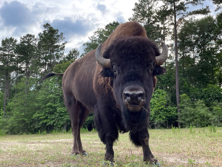 An American Bison in the forest. Wild bison in the wild looking at the cameraの写真素材