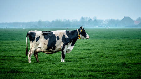 Proud Cowの写真素材