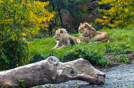 Two male Lions lengthened peacefully on grassのeditorial素材