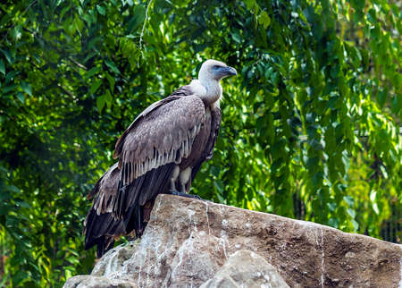 Paris, France, September 29th 2017 - Eagle posed on a rock of the animalist park of Vincennes.のeditorial素材