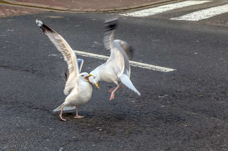 Two gull fight for a piece of bread.の写真素材