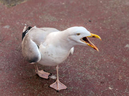 harness Gull pushing a cry.の写真素材