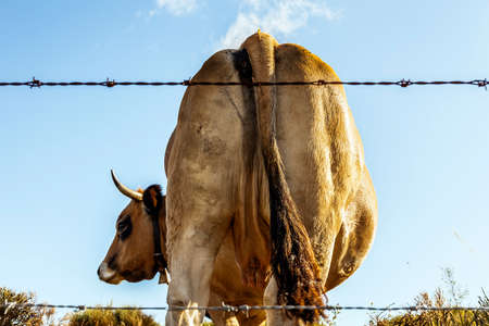 Dairy cow in a pasture.の写真素材