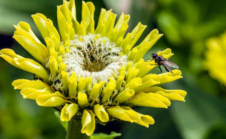 Fly posed on a yellow flower.の写真素材