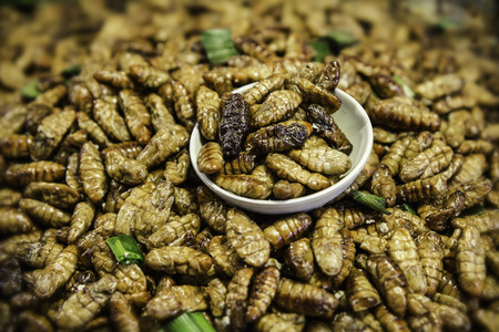 Mollusca pupa Friedの写真素材