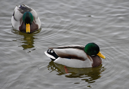Ducks on the waterの写真素材