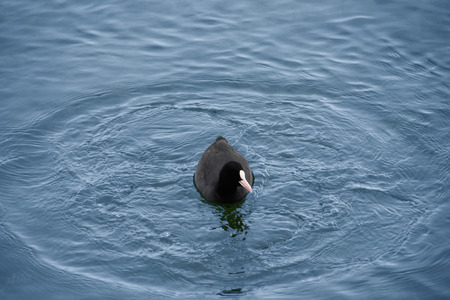 Coot on the waterの写真素材