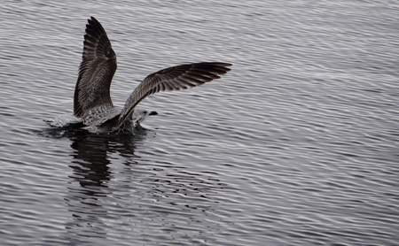 Water Birds. Seagulls and Cormorants birds sitting on the rocks waiting for the next wave.の写真素材
