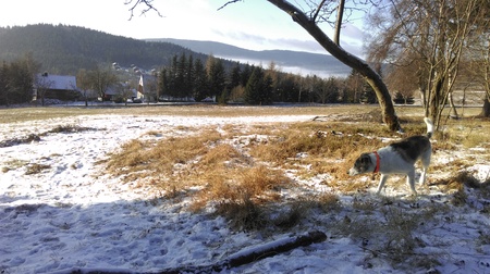 Dog Nova Scotia Duck Tolling Retriever walking in summer park, sitting on a tree on the background of white flowers in the orchard.の写真素材