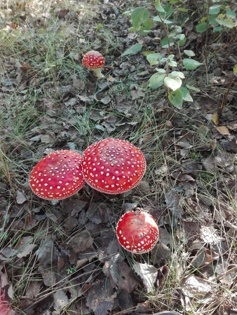 Three fly agaric close upの写真素材