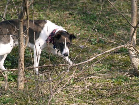 Dog Nova Scotia Duck Tolling Retriever walking in summer park, sitting on a tree on the background of white flowers in the orchard.の写真素材