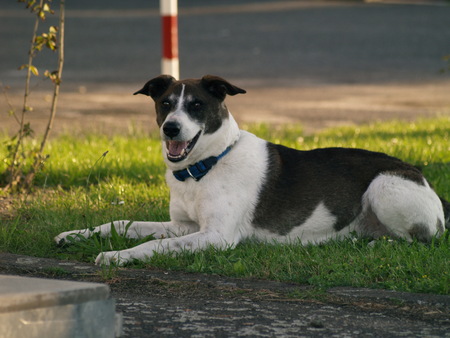 Dog Nova Scotia Duck Tolling Retriever walking in summer park, sitting on a tree on the background of white flowers in the orchard.の写真素材