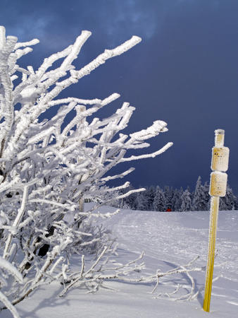 Beautiful plants snowed inの写真素材