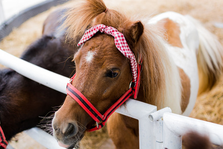 Close up the cute dwarf horse in stalls.の写真素材