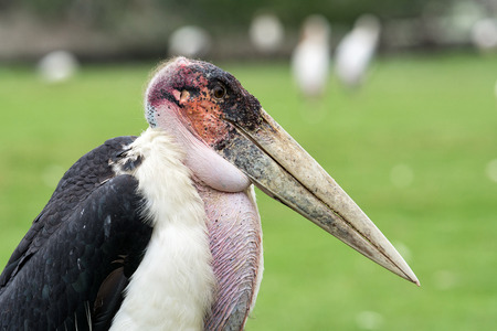 Marabou stork close upの写真素材