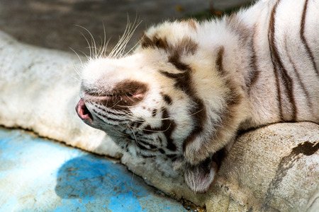 White tiger sleep close upの写真素材