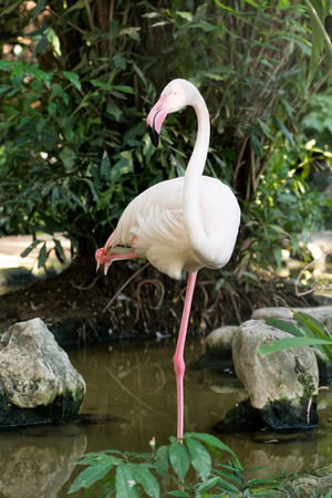 Flamingo Close upの写真素材