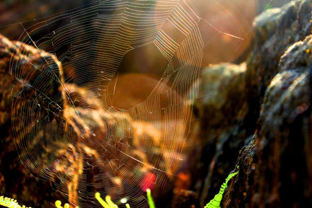 Hard Work of Spiderの写真素材