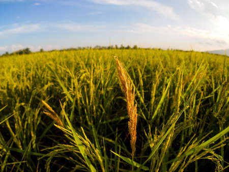green rice fields and nice skyの写真素材