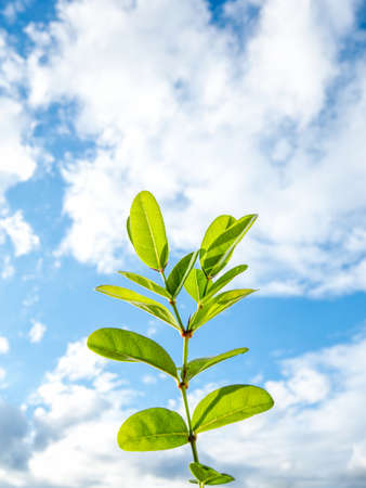 green plant and nice sky backgroundの写真素材